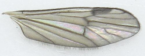 Ormosia lineata